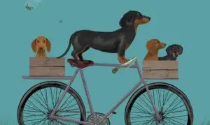 Baskets of Dachsunds on a bike
